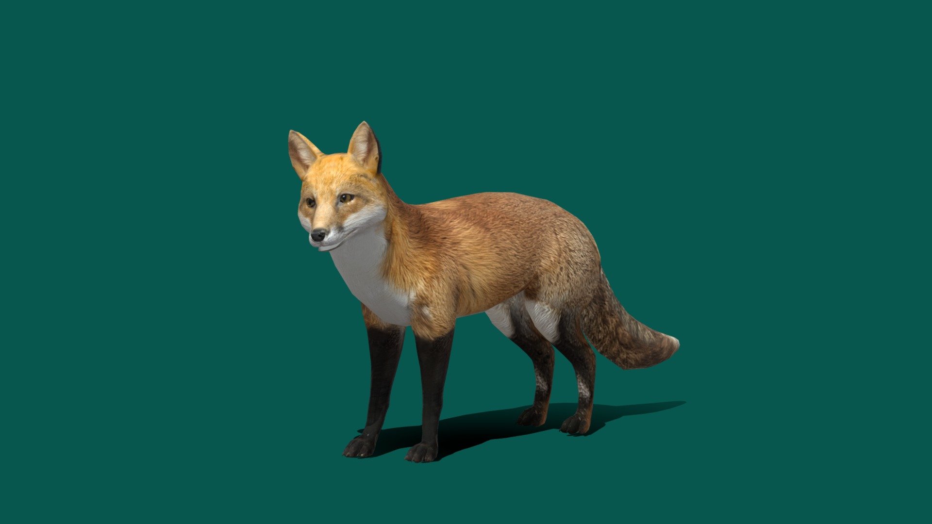 Vulpes vulpes

Game Ready

Lowpoly 

Red Fox  Animals

8 Animations

4K PBR Textures Material

FBX  File  (Unreal Unity Compatible) 

Blend File 

USDZ File (AR Ready). Real Scale Dimension

Textures Files

GLB File

Gltf File ( Spark AR, Lens Studio , Effector , Spline, Play Canvas ) Compatible

Ref Image 
 - Red Fox - Buy Royalty Free 3D model by Nyilonelycompany 3d model