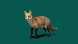 Red Fox animals, unreal, mammal, fox, redfox, canidae, vulpes, unity, pbr, lowpoly, creature, animation, gameready, nyilonelycompany, noai, true_foxes