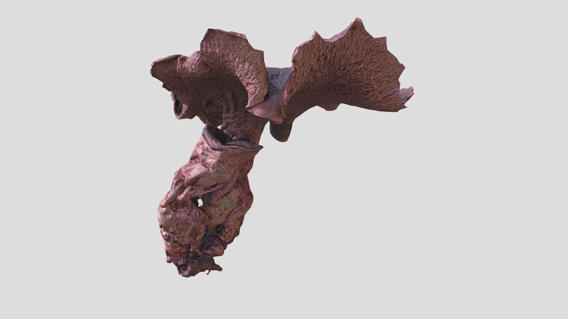 Dried strange mushroom. Scanned using photogrammetry, 8k PBR textures, retopo was made in 3d max retopo tools. Most likely it is Sarcodon aka tooth fungi, or Hydnoid fungi. Its interesting sins it has strange spikes on buttom of a cap 3d model