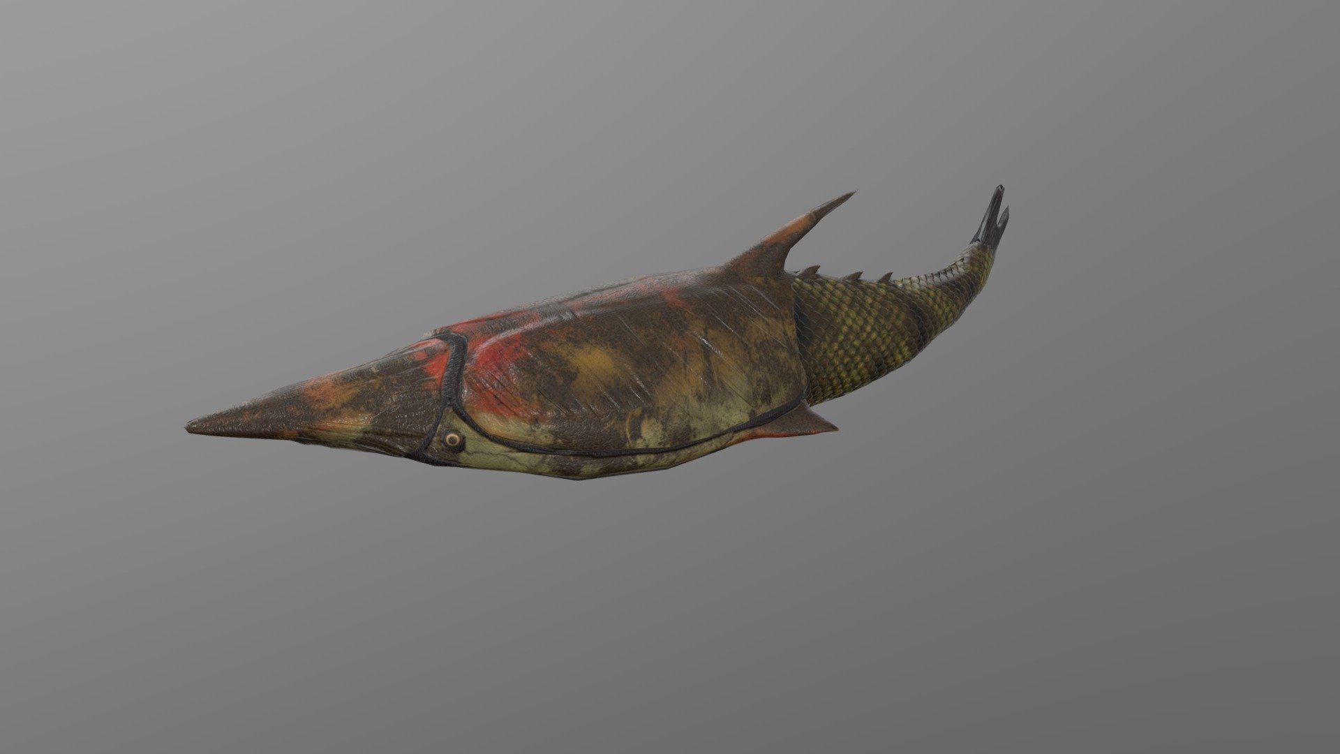 Pteraspis is an extinct jawless fish that lived in the lower Devonian - Pteraspis rostrata - 3D model by Paleobiome 3d model