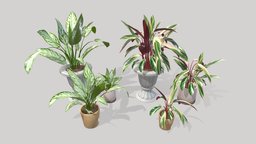 Indoor Plants plant, pots, nature, game-ready, substance-designer, gameobject, greenery, semi-realistic, low-poly-model, blendernation, houseplant, indoor-plant, substancepainter, handpainted, game, blender, lowpoly, gameasset, stylized, decoration, handpainted-lowpoly, aglaonema, noai, stromanthe
