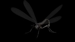 Mosquito_Vampire insect, rpg, bug, beetle, action, unreal, carapace, jaws, character, unity, pbr, low, poly, monster, fantasy, rigged