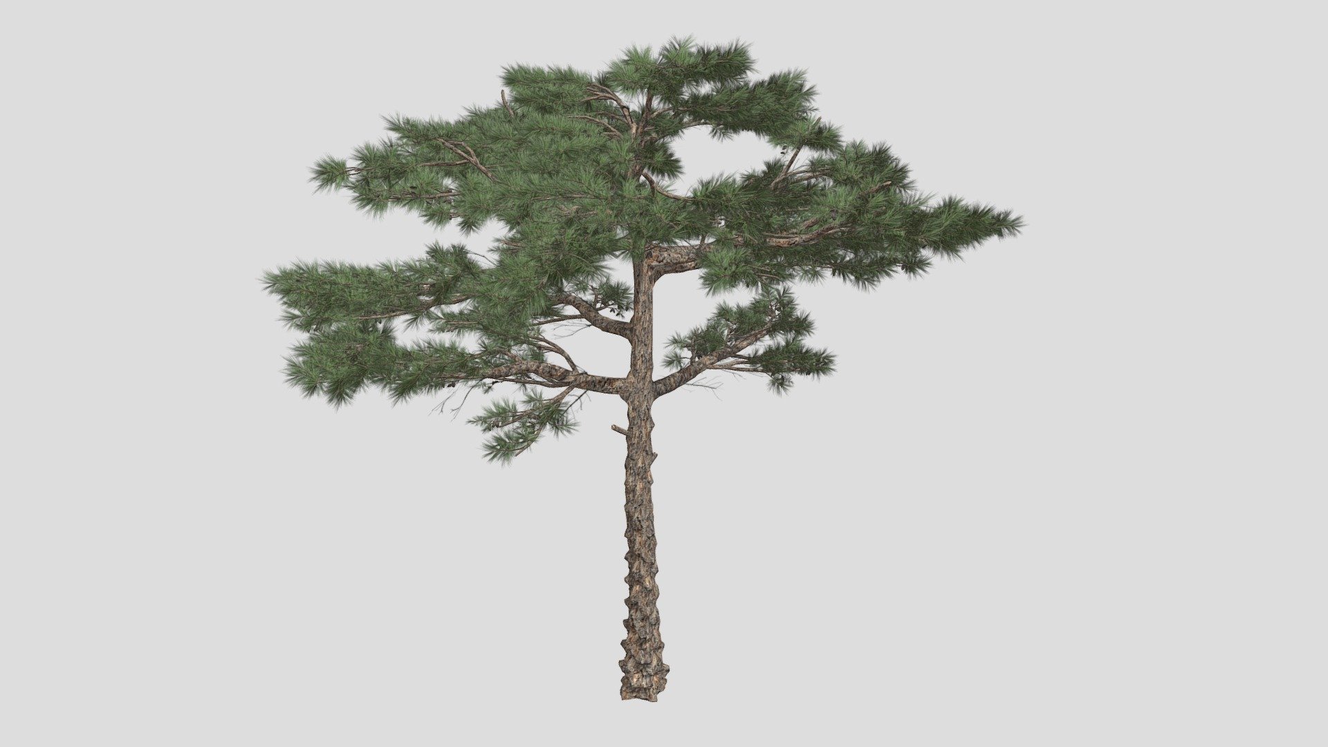Features:


Vray &amp; Corona Render Engine Ready
OBJ &amp; Max Format
3DS Max 2015
Optimized
Clean Topology
Up to 99% Quad
Unwrapped Overlapping
Real-World Scale
Transformed into zero
Grouped
Objects Named
Materials Named
Up to 4K Textures map
 - Huangshan Pine Tree - Buy Royalty Free 3D model by DATEC_Studio 3d model
