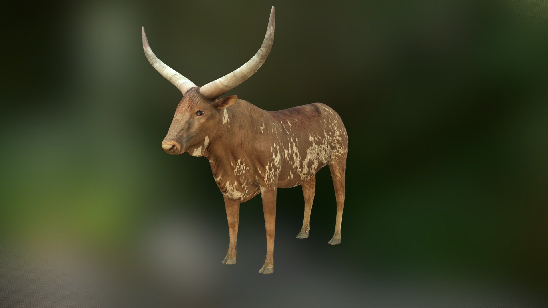 A simple model of a Ankole Watusi (animal, cow, bull). Low/mid poly count - 12000 triangles. One single diffuse texture, size 1024 px 3d model