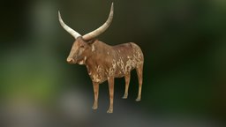 Ankole Watusi cow, buffalo, bull