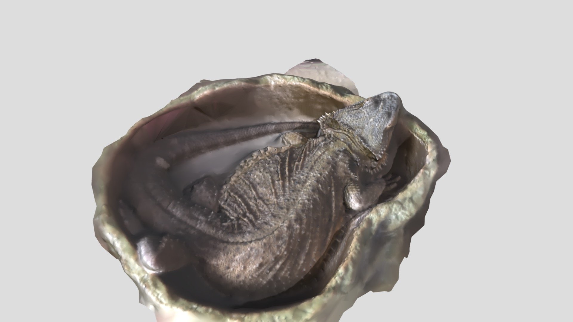 3D scan of the sleeping bearded dragon (Pogona vitticeps). His name is Dornan, and he likes (to eat) the locusts 3d model