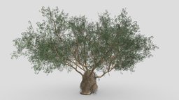 Ficus Benjamina Tree-S05