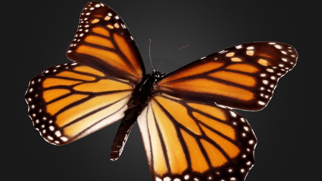 Monarch butterfly reconstructed with new visibility consisten mesh reconstruction.

Tutorial and another example - http://www.agisoft.com/index.php?id=48

Strict volumetric masks are used to prevent textureless white background from stitching to model borders.

Dataset is kindly provided by Philadelphia Insectarium and Butterfly Pavilion in collaboration with MACROSCOPIC SOLUTIONS, LLC.

https://www.phillybutterflypavilion.com/

http://macroscopicsolutions.com/ - Monarch butterfly - 3D model by Agisoft 3d model