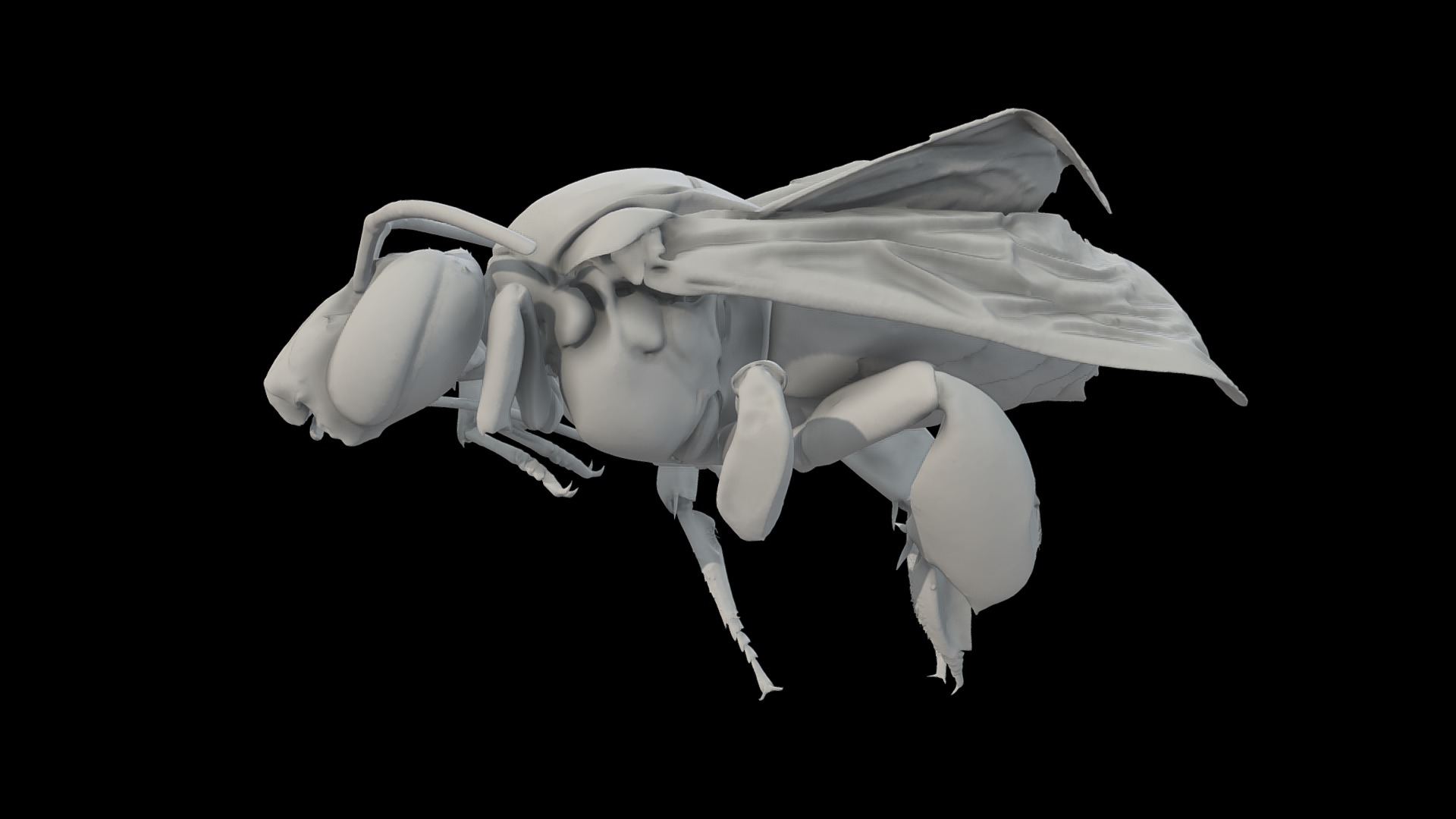 Taken from the Smithsonian X 3D scan of a Eulaema Meriana Bee, located here: https://3d.si.edu/explorer?s=hb3SeT - Eulaema Meriana Bee-scale Mm-1M Triangle - 3D model by ccoltharp 3d model