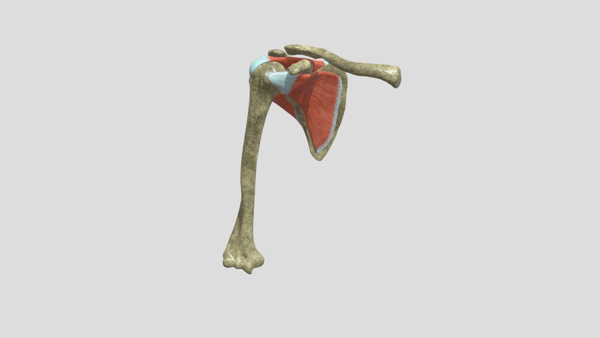 An anatomic model of the rotator cuff of the human shoulder 3d model