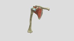 Rotator Cuff of the Human Shoulder anatomy, muscles, education, medicine, shoulder, human-anatomy