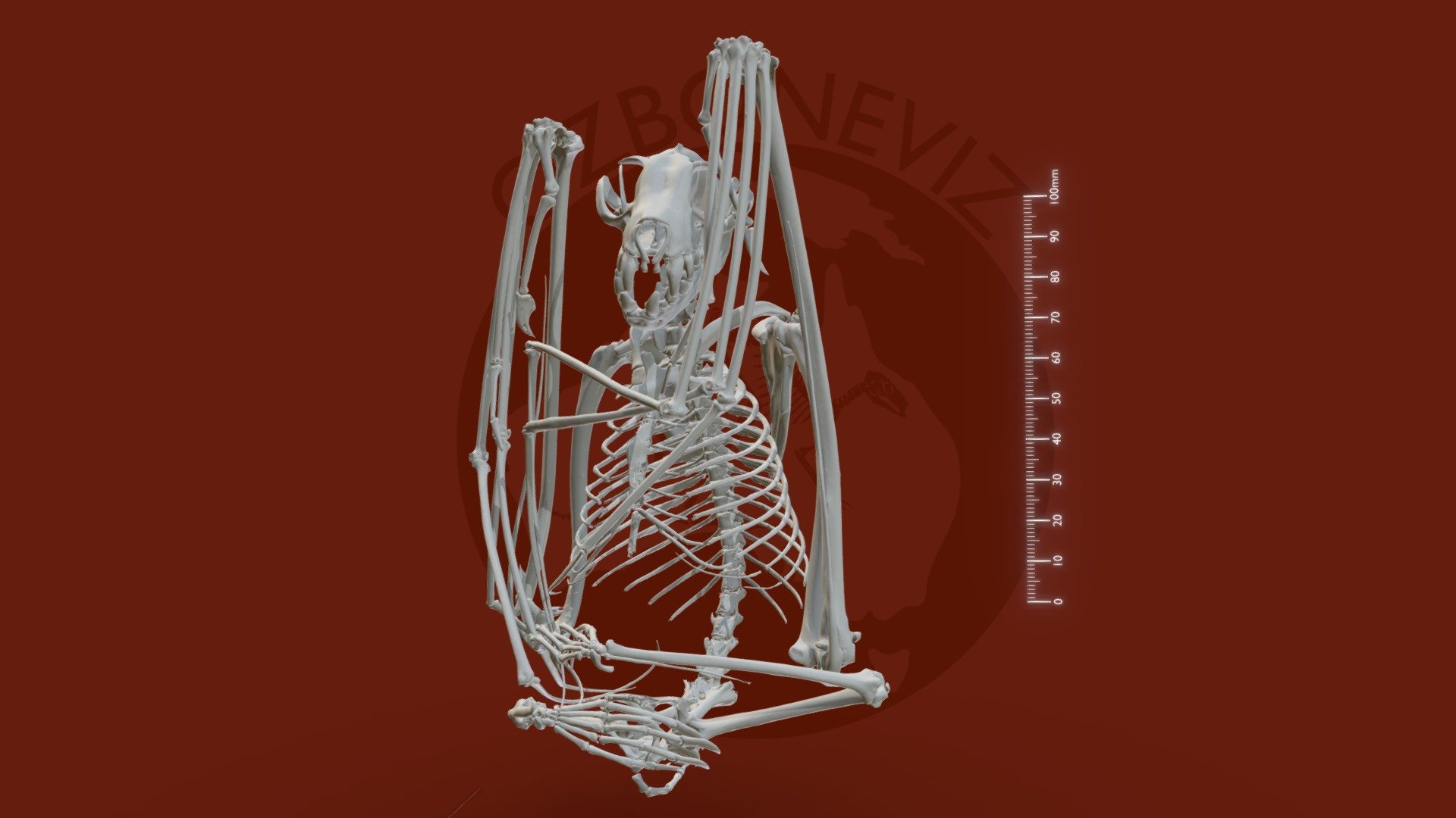 Skeleton of a New Guinea naked-backed fruit bat (Dobsonia magna) from the collection of the South Australian Museum (SAMA M10475).

3D model produced from a microCT scan using Materialise Mimics (v.24). Scanning and segmentation funded by Ozboneviz, an ARC Centre of Excellence for Australian Biodiversity and Heritage project. Further editing in Blender.

Original data available on MorphoSource https://www.morphosource.org/concern/media/000535864 - New Guinea naked-backed fruit bat skeleton - 3D model by Ozboneviz 3d model