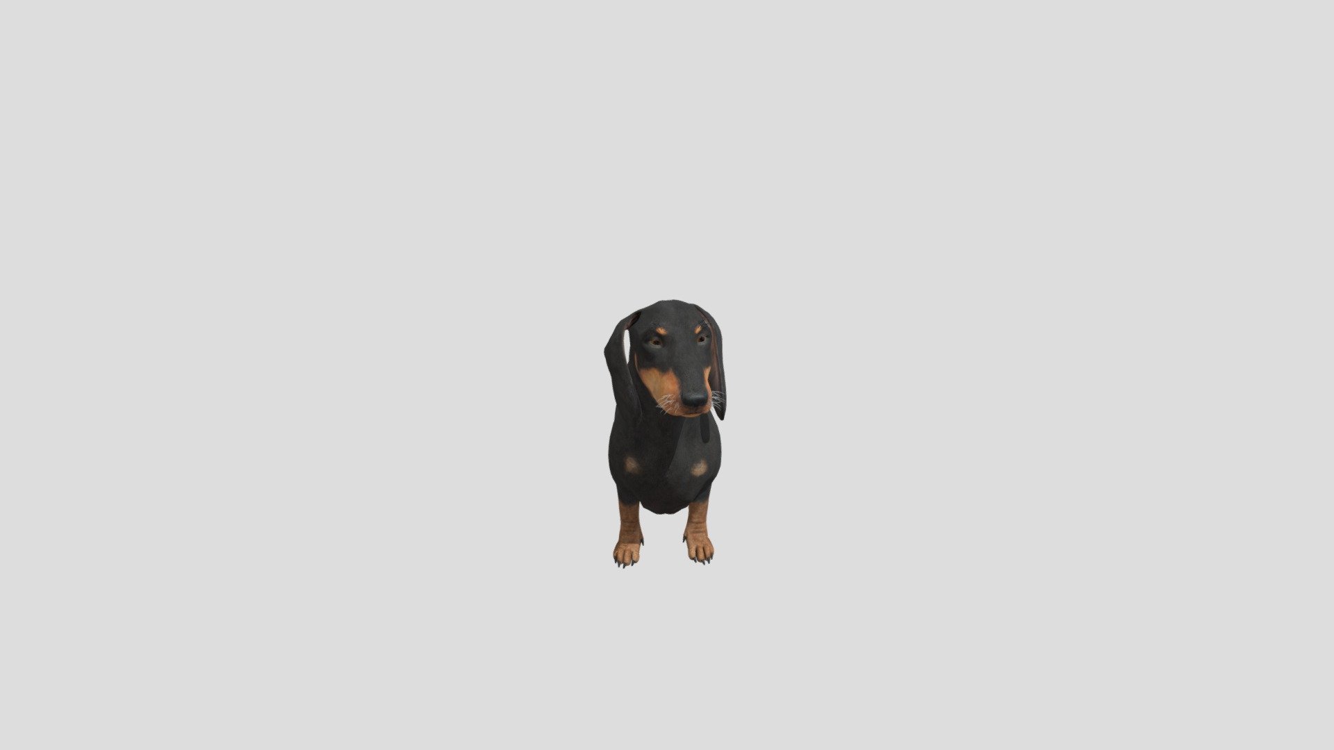 Dog Dachshund  realistic animal animated pets - Dog Dachshund - Buy Royalty Free 3D model by Phil3D (@philosophie) 3d model