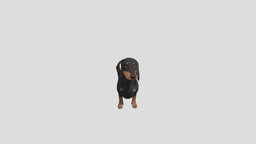 Dog Dachshund dog, realistic, pets, dachshund, animal, animated, rigged