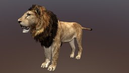 Male Lion cat, africa, big, african, lion, mane, animal, male