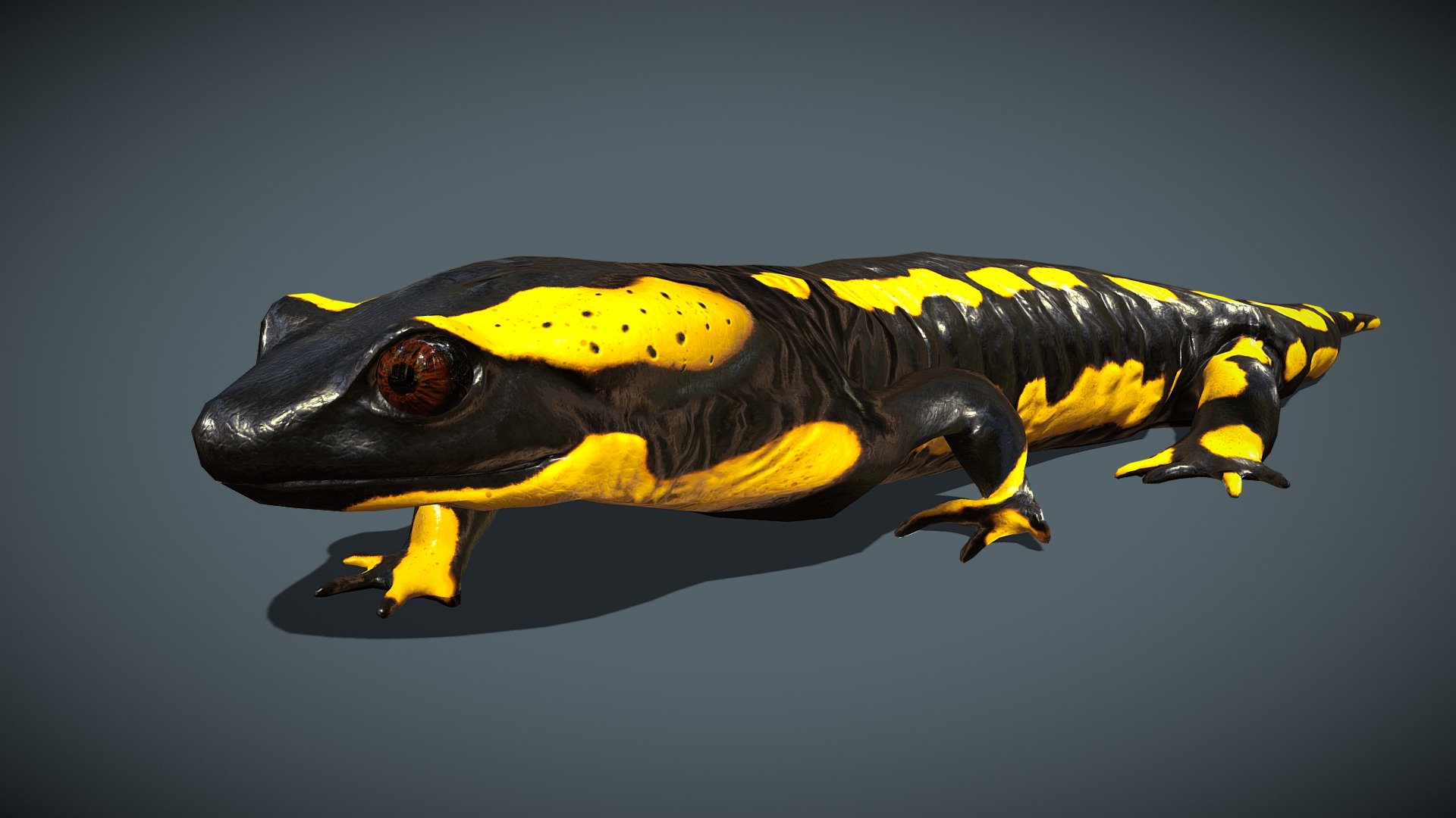 Animated fire salamander

Blender cycles render https://www.youtube.com/watch?v=z82z0zBhI-o&amp;ab_channel=Zacxophone



Made with Blender and subtance painter



If you have any questions, contact me.

 
 - Animated fire salamander - Buy Royalty Free 3D model by Zacxophone 3d model