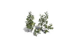 Realistic HD Northern red oak seedlings (10/12)