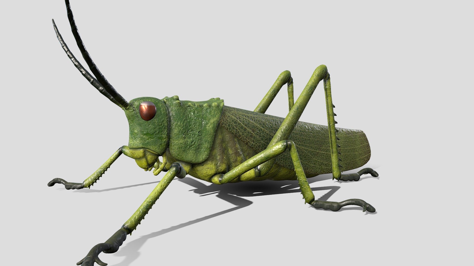 Green milkweed locust / African bush grasshopper - Grasshopper - 3D model by drgrobbs 3d model