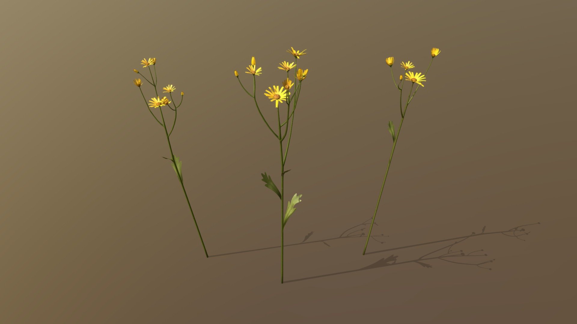 This could be either golden marguerite or dyer's chamomile or yellow oxeye daisy :)

Wildflowers are so confusing! - Golden Marguerite Asset Pack - Buy Royalty Free 3D model by Anežka Hájková (@anezka) 3d model