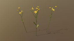 Golden Marguerite Asset Pack plant, field, cute, flower, garden, wildflower, yellow, kawaii, golden, assetpack, meadow, wildflowers, yellow-flower, marguerite, chamomile, environment