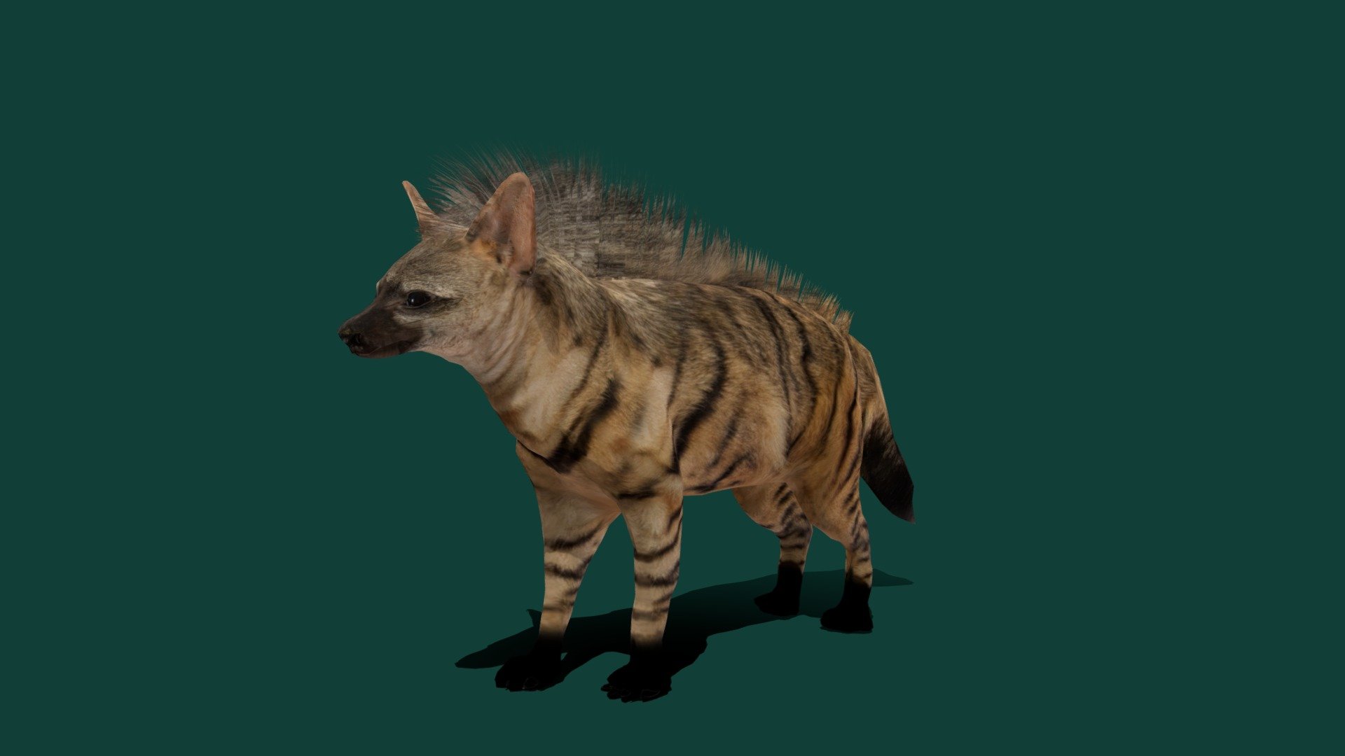 Aardwolf Hyena (Earth-wolf) Species of Hyena 

Proteles cristata Animal Mammal ( Hyaenidae) Animalia

1 Draw Calls

Lowpoly

Game Ready Asset

Subdivision Surface Ready

11 Animations

4K PBR Textures Materials

Unreal FBX (Unreal 4,5 Plus)

Unity FBX

Blend File 3.6.5 LTS

USDZ File (AR Ready). Real Scale Dimension (Xcode ,Reality Composer, Keynote Ready)

Textures Files

GLB File (Unreal 5.1 Plus Native Support)

Gltf File ( Spark AR, Lens Studio(SnapChat) , Effector(Tiktok) , Spline, Play Canvas,Omiverse ) Compatible

Triangles -9861

Faces     -6795

Edges     -14051

Vertices  -7749

Diffuse, Metallic, Roughness , Normal Map ,Specular Map,AO,
 The aardwolf is an insectivorous species of hyena, native to East and Southern Africa. Its name means &ldquo;earth-wolf