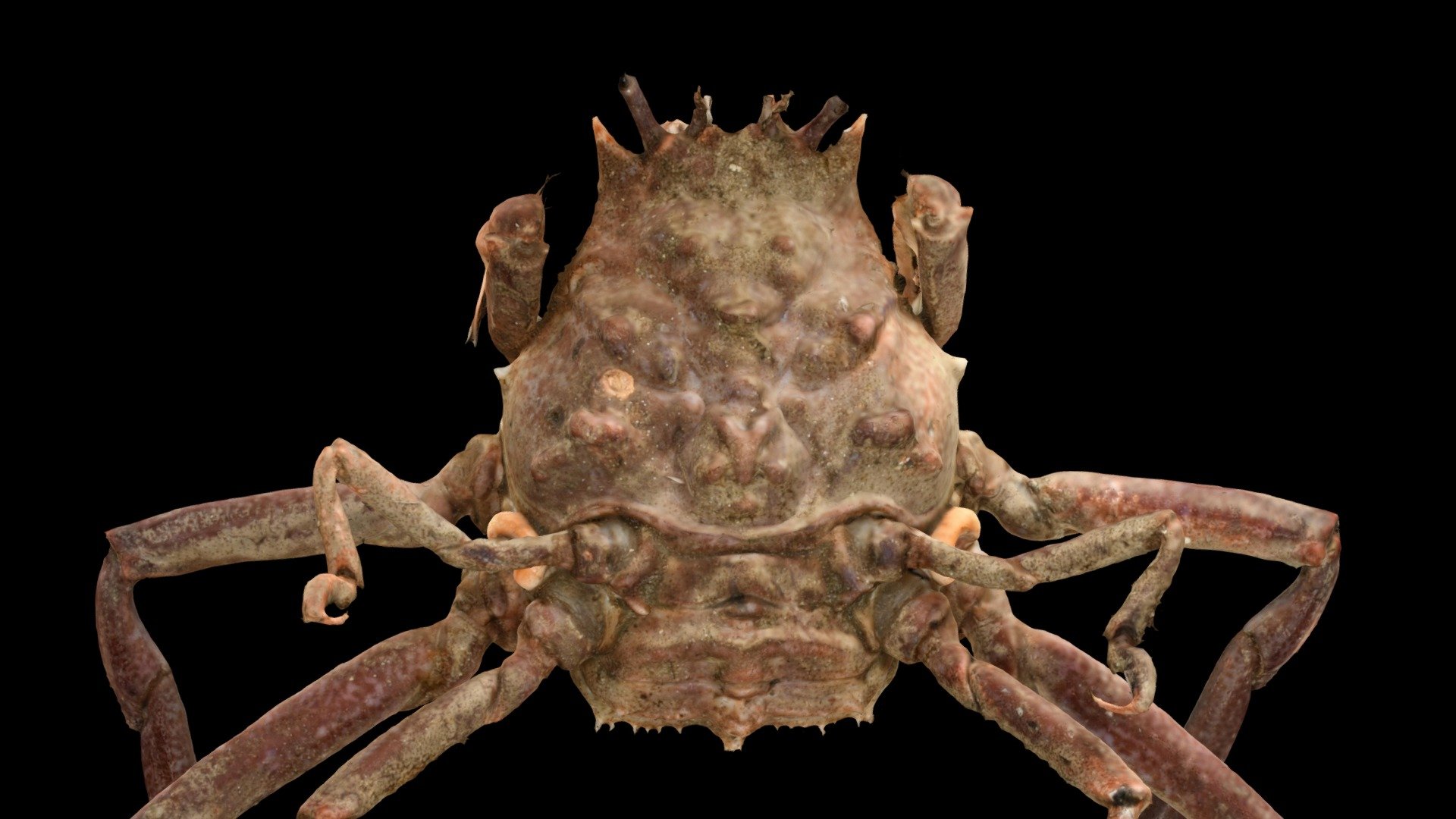 Nagasaki, Japan. 長崎産.
Detail: https://ffish.asia/s/55671
 - キメンガニ ♀ Demon-faced Crab, Dorippe sinica - Download Free 3D model by ffish.asia / floraZia.com (@ffishAsia-and-floraZia) 3d model