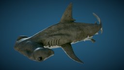 Hammerhead Shark  |Game Ready| shark, fish, hammerhead