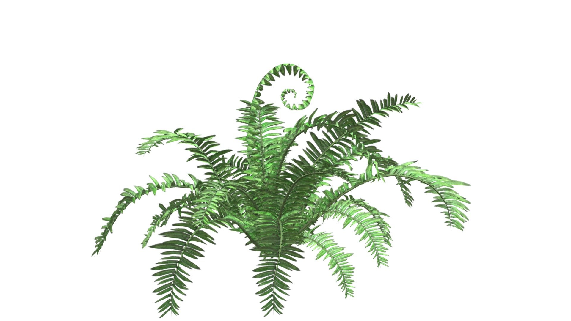 This 3D model of the Boston Fern Plant is a highly detailed and photorealistic option suitable for architectural, landscaping, and video game projects. The model is designed with carefully crafted textures that mimic the natural beauty of a real Boston Fern Plant. Its versatility allows it to bring a touch of realism to any project, whether it's a small architectural rendering or a large-scale landscape design. Additionally, the model is optimized for performance and features efficient UV mapping. This photorealistic 3D model is the perfect solution for architects, landscapers, and game developers who want to enhance the visual experience of their project with a highly detailed, photorealistic Boston Fern Plant 3d model