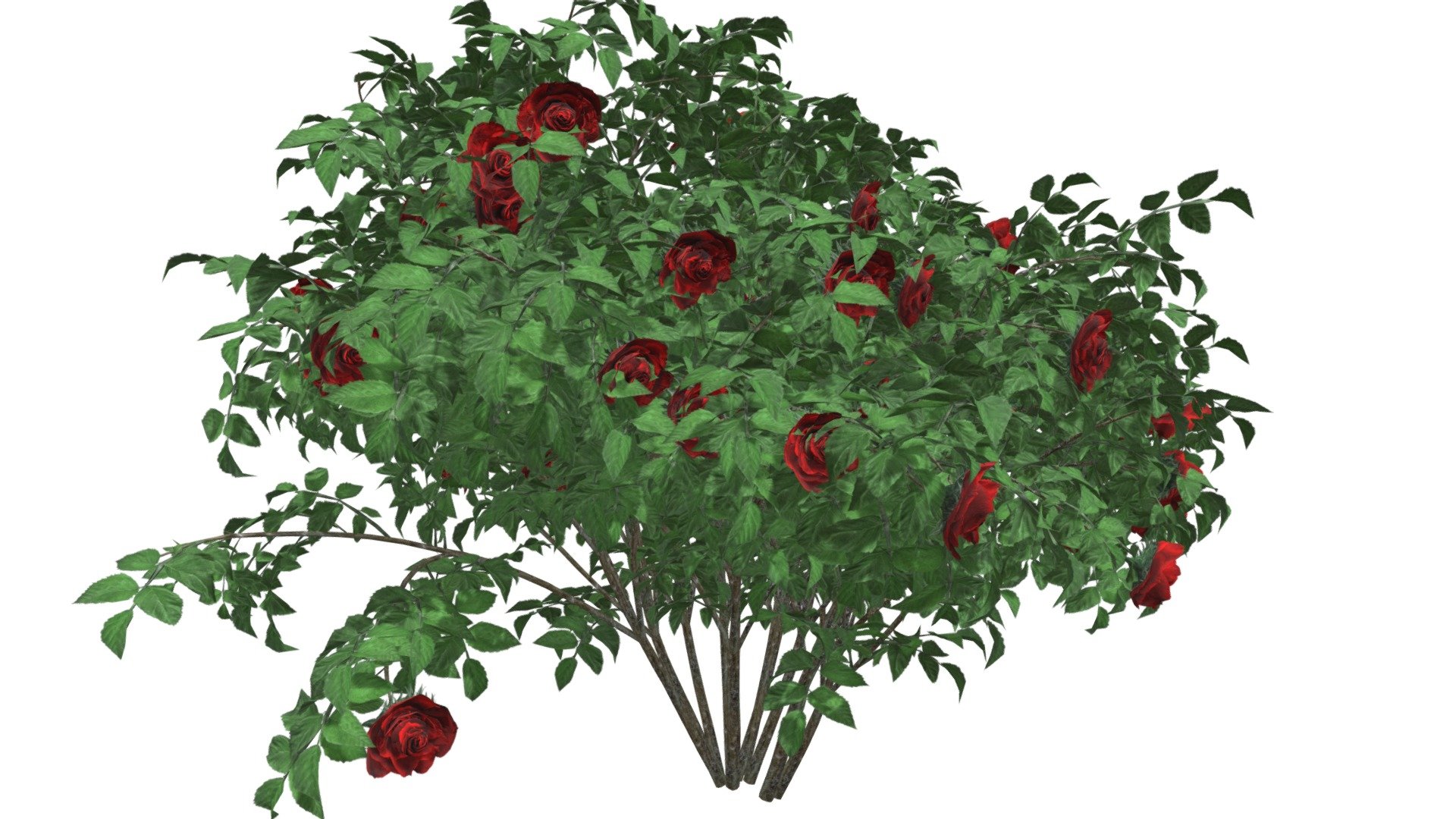 This 3D model of the Red Rose Bush is a highly detailed and photorealistic option suitable for architectural, landscaping, and video game projects. The model is designed with carefully crafted textures that mimic the natural beauty of a real Red Rose Bush. Its versatility allows it to bring a touch of realism to any project, whether it's a small architectural rendering or a large-scale landscape design. Additionally, the model is optimized for performance and features efficient UV mapping. This photorealistic 3D model is the perfect solution for architects, landscapers, and game developers who want to enhance the visual experience of their project with a highly detailed, photorealistic Red Rose Bush 3d model