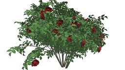 Red Rose Bush #04 plant, shrub, realistic, nature, photoreal, red-rose-bush