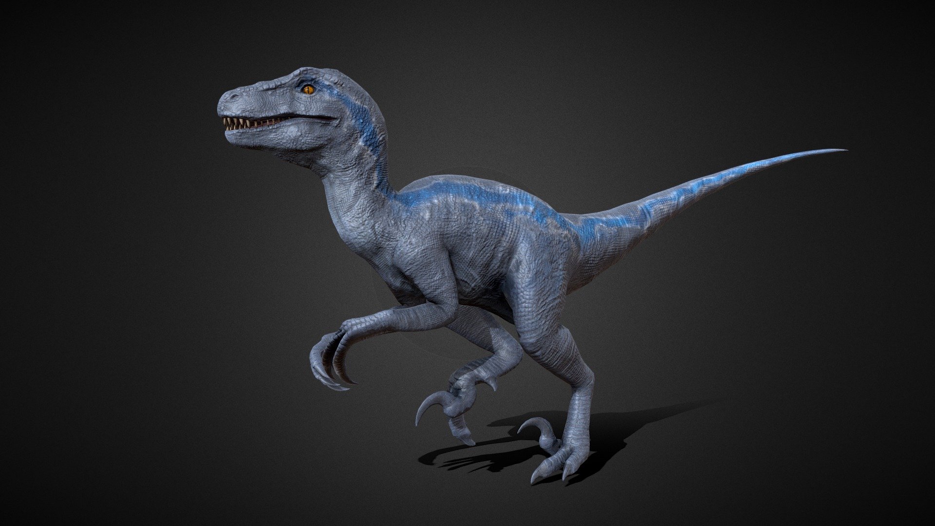 Blue is a female Velociraptor that appears in Jurassic World franchise. She is the oldest of the four raptors in her pack consisting of her sisters, Delta, Echo, and Charlie. Initially trained by Owen Grady for the IBRIS Project. This genetically modified Velociraptor adds a new dimension to the Jurassic World narrative.

Render Video: https://youtu.be/_4-v9b0wy4Y?si=D5iyEdmv0krtgAyw

File: Maya - Blender - Substance Painter - Zbrush.

OBJ HighPoly File.

Rigged File.

10 Animations: Idle, Idle 2, Run, Spint, Taunt,Bite, Bite 2, Slash, Roar, Die

Lowpoly: 5.588 Verts - 10.714 Tris.

Only 1 material.

Clean Topology.

All materials work for PBR rendering.
 - Blue Raptor - Velociraptor - HiepVu - Buy Royalty Free 3D model by HiepVu 3d model