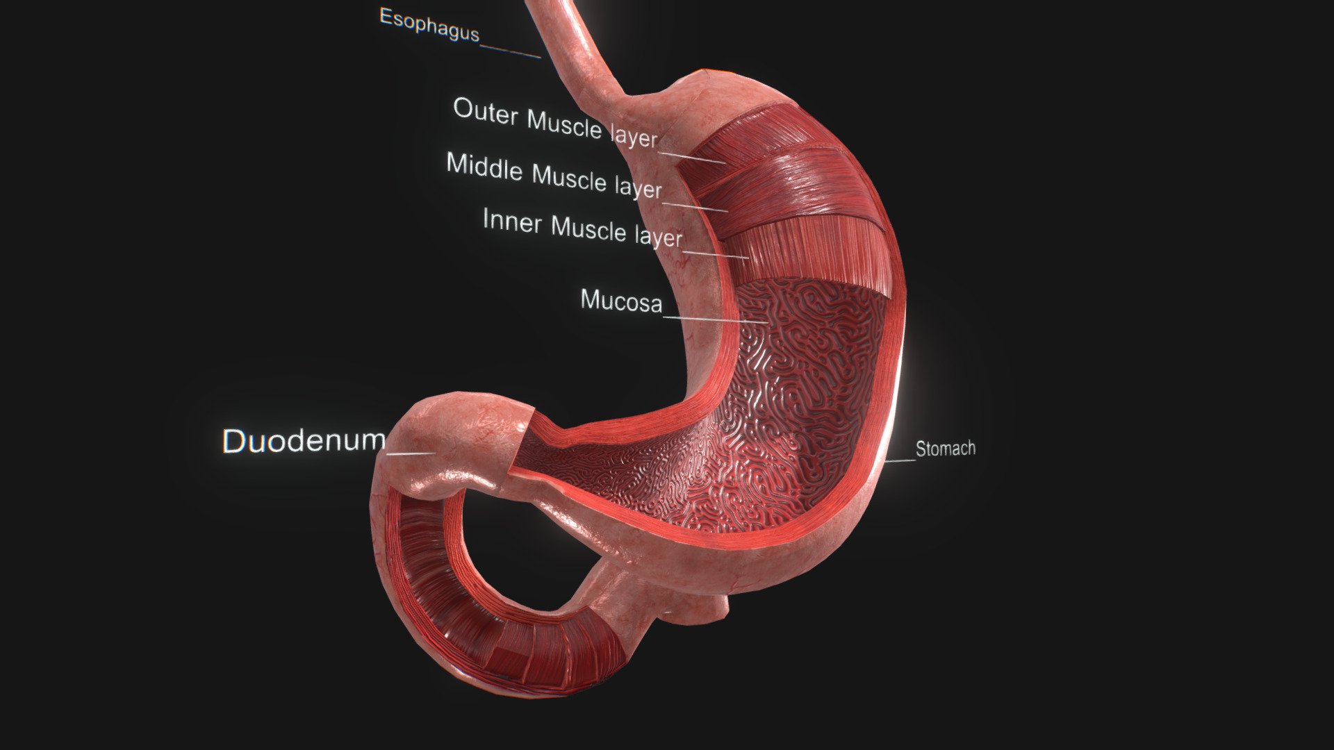 Stomach with anatomic cut

Features:




No errors or missing files

High-quality polygonal model

No N-GONS Faces

This model is created in polygon quad &amp; tri with good edge flow, So you can edit and change it according to your requirements.

correctly scaled accurate representation of the original object.

If Neccesory HDR Light Map is included.

PBR textures are included.

Objects are grouped and named

The scene is well arranged (proper layer and group)

Objects, materials, and textures are named.

Poly Details:

Units in all formats: centimeters 
(X=11 cm Y=7 cm Z=13 cm) Polys counts: 9650 Vertices counts: 9714

Formats:

3Ds Max 2014 _V-Ray
3Ds Max 2014 _Scanline
Maya 2016_V-Ray
Cinema 4D R20 _Standard
FBX_with Textures
OBJ_with Textures
3Ds

Textures:

Stomach x 8.png **** 4096x4096

[Diffuse, Base color, Normal, Specular, Glossiness, Roughness, AO, Metallic ] - Stomach Anatomy 3D - Buy Royalty Free 3D model by 3D4SCI 3d model