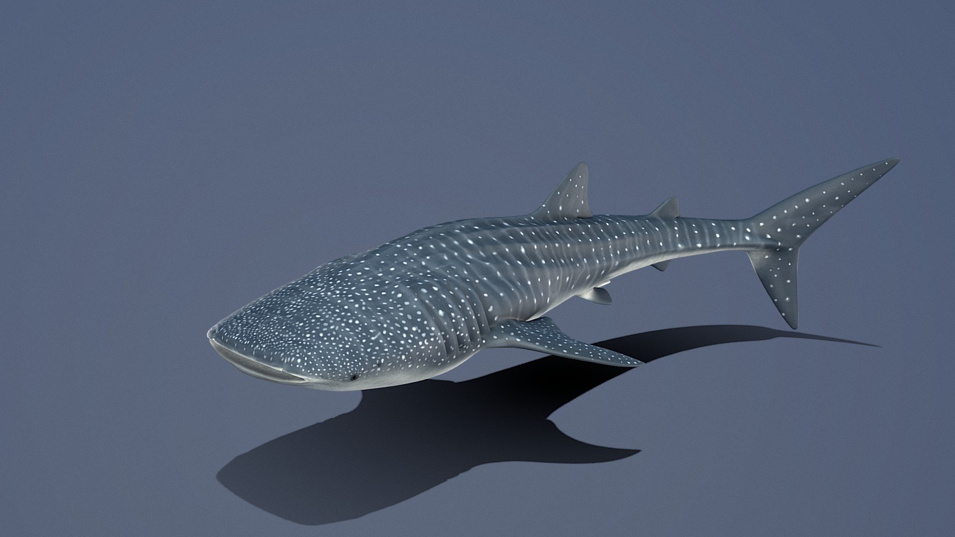 This is an animation of subadult male Whale Shark (Individual TZ 209, &ldquo;Mosi