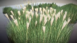 Reeds (Wip-3) reed, wip, reeds, grasses, vis-all-3d, 3dhaupt, software-service-john-gmbh, poaceae, phragmites-australis, schilf, schilfrohr