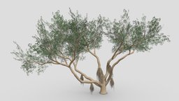 Ficus Benjamina Tree-S17