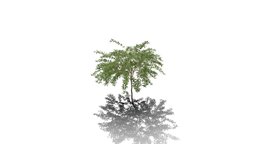 Realistic HD Golden dewberry (20/20) trees, tree, plant, forest, plants, outdoor, foliage, nature, bush, savana, south-america