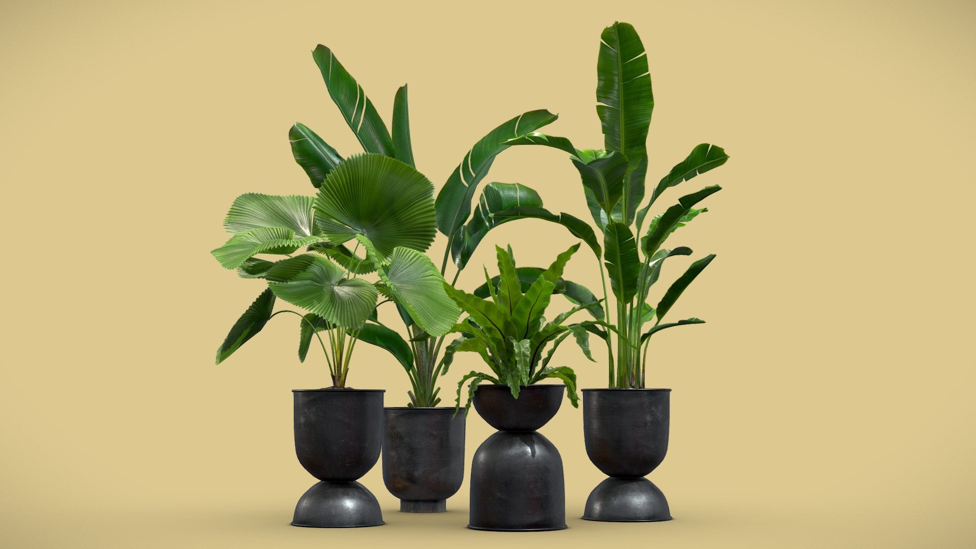 Indoor Plants Pack 13

This selection of indoor exotic plants will provide a nice touch to your interior renders&gt;




Licuala Palm

Asplenium Nidus

Strelitzia Nicolai

Strelitzia Reginae

4k Textures




Vertices  61 045 

Polygons  55 577

Triangles 111 154
 - Indoor Plants Pack 13 - Buy Royalty Free 3D model by AllQuad 3d model