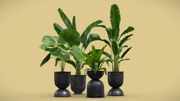 Indoor Plants Pack 13 plant, pot, palm, pack, potted, banana, metal, nicolai, nidus, reginae, strelitzia, licuala, dark, asplenium