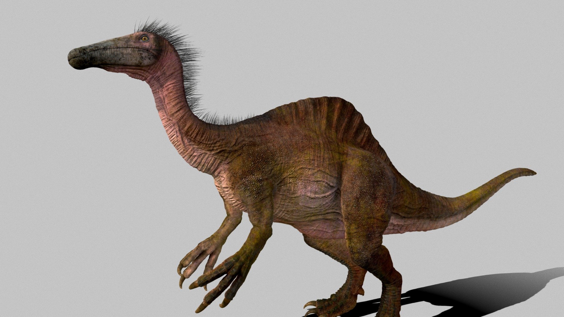 Deinocheirus is a genus of large ornithomimosaur that lived during the Late Cretaceous around 70 million years ago

Deinocheirus was an unusual ornithomimosaur, the largest of the clade at 11 m (36 ft) long, and weighing 6.4 t (7.1 short tons). Though it was a bulky animal, it had many hollow bones which saved weight. The arms were among the largest of any bipedal dinosaur at 2.4 m (7.9 ft) long, with large claws on its three-fingered hands.

Instagram https://www.instagram.com/julian_johnson1234/ - Deinocheirus - Download Free 3D model by Julian Johnson-Mortimer (@FreddyFoxFreddy) 3d model