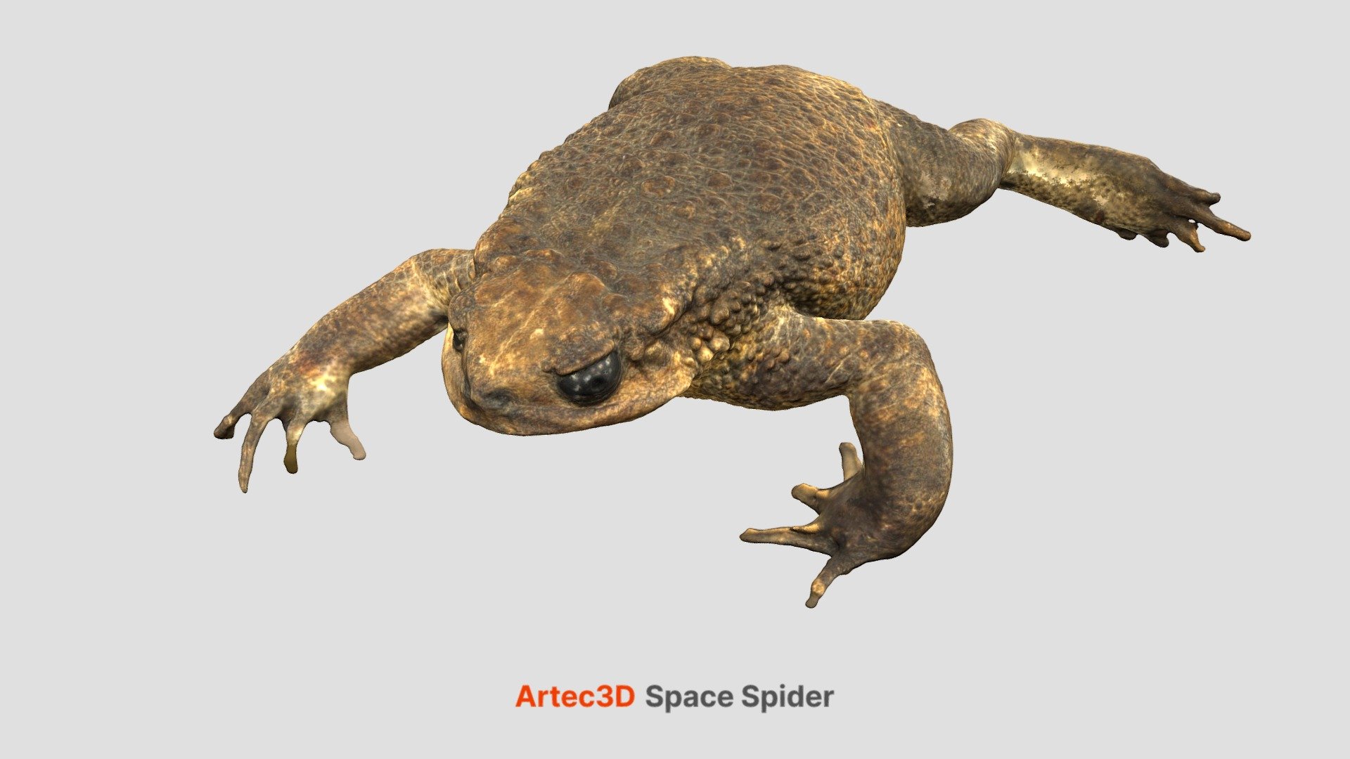 The intricate geometry of the frog’s skin was captured by Artec Spider https://www.artec3d.com/portable-3d-scanners/artec-spider in just 6 minutes! The model was scanned in two passes, and it was important to point the scanner at different angles in order to capture the surfaces between the toes.
You can download this model at https://www.threeding.com/3d-printing-models/large-female-cane-toad 3d model