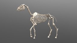 Horse Skeleton body, skeleton, anatomy, horse, skull, animal