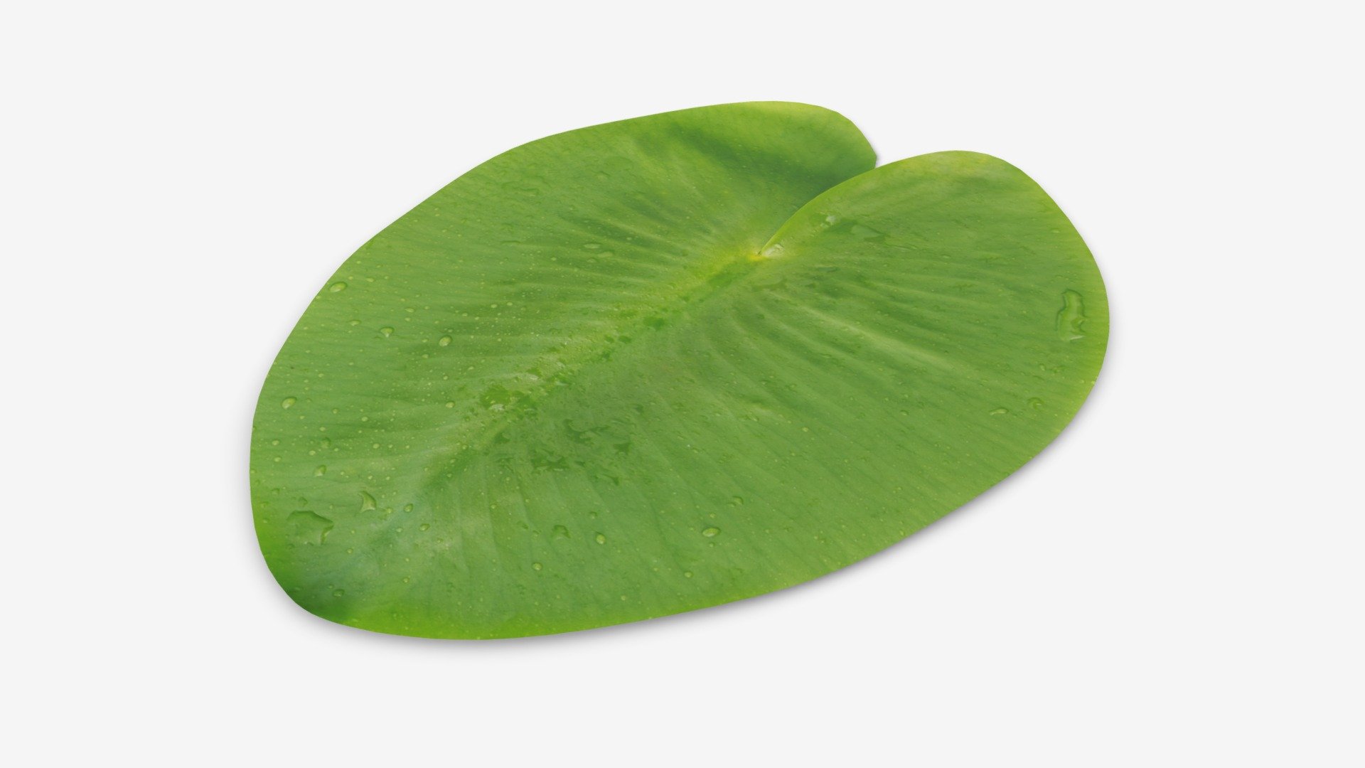 Water lily green leaf - Buy Royalty Free 3D model by HQ3DMOD (@AivisAstics) 3d model