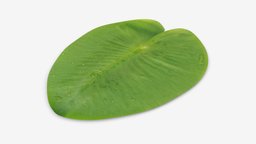 Water lily green leaf green, plant, flower, garden, tropical, top, natural, leaf, lotus, water, nature, bloom, floral, lily, rainforest, blossom, botanical, 3d, pbr