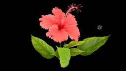 ハイビスカス🌺 赤 Hibiscus cv. Red red, flower, hibiscus, florazia