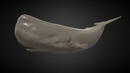 Sperm Whale Printable