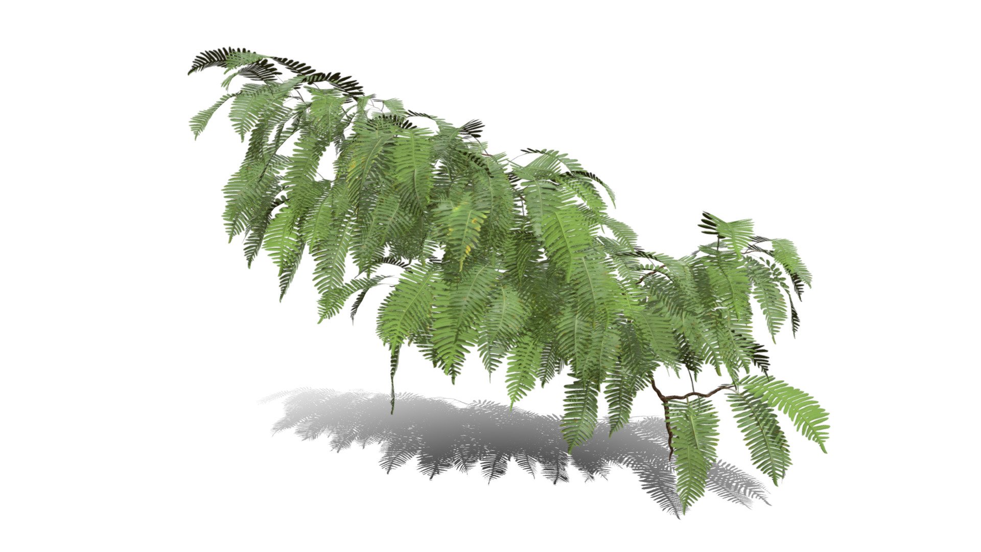 Model specs:





Species Latin name: Polypodium vulgare




Species Common name: Common polypody fern




Preset name: Wall growth 5 mat 100




Maturity stage: Old




Health stage: Thriving




Season stage: Spring




Leaves count: 213




Height: 0.9 meters




LODs included: Yes




Mesh type: static




Vertex colors: (R) Material blending, (A) Ambient occlusion



Better used for Hi Poly workflows!

Species description:





Region: Europe,North America,Asia, Africa,Middle East




Biomes: Forest,Wetland




Climatic Zones: Cold temperate,Warm temperate,Mediterranean




Plant type: Fern



This PlantCatalog mesh was exported at 40% of its maximum mesh resolution. With the full PlantCatalog, customize hundreds of procedural models + apply wind animations + convert to native shaders and a lot more: https://info.e-onsoftware.com/plantcatalog/ - Realistic HD Common polypody fern (25/55) - Buy Royalty Free 3D model by PlantCatalog 3d model