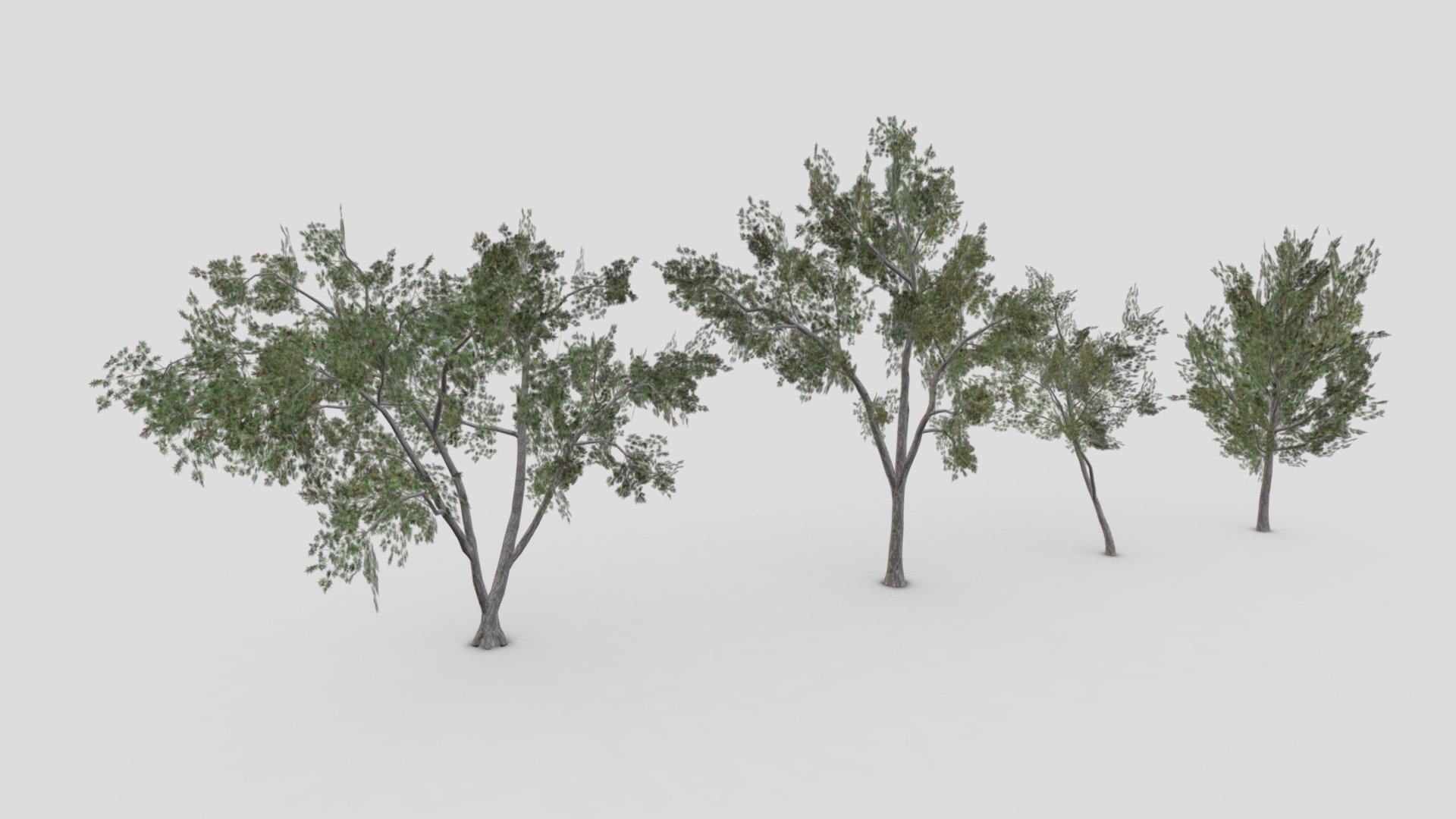This is a low poly 3D Model collection of the Conocarpus Tree. I tried to provide you a low poly collection of the Conocarpus Tree you can use that in your projects 3d model
