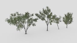 Conocarpus Tree- Pack- 03 pack, collection, conocarpus, lowpoly-conocarpus, 3d-conocarpus