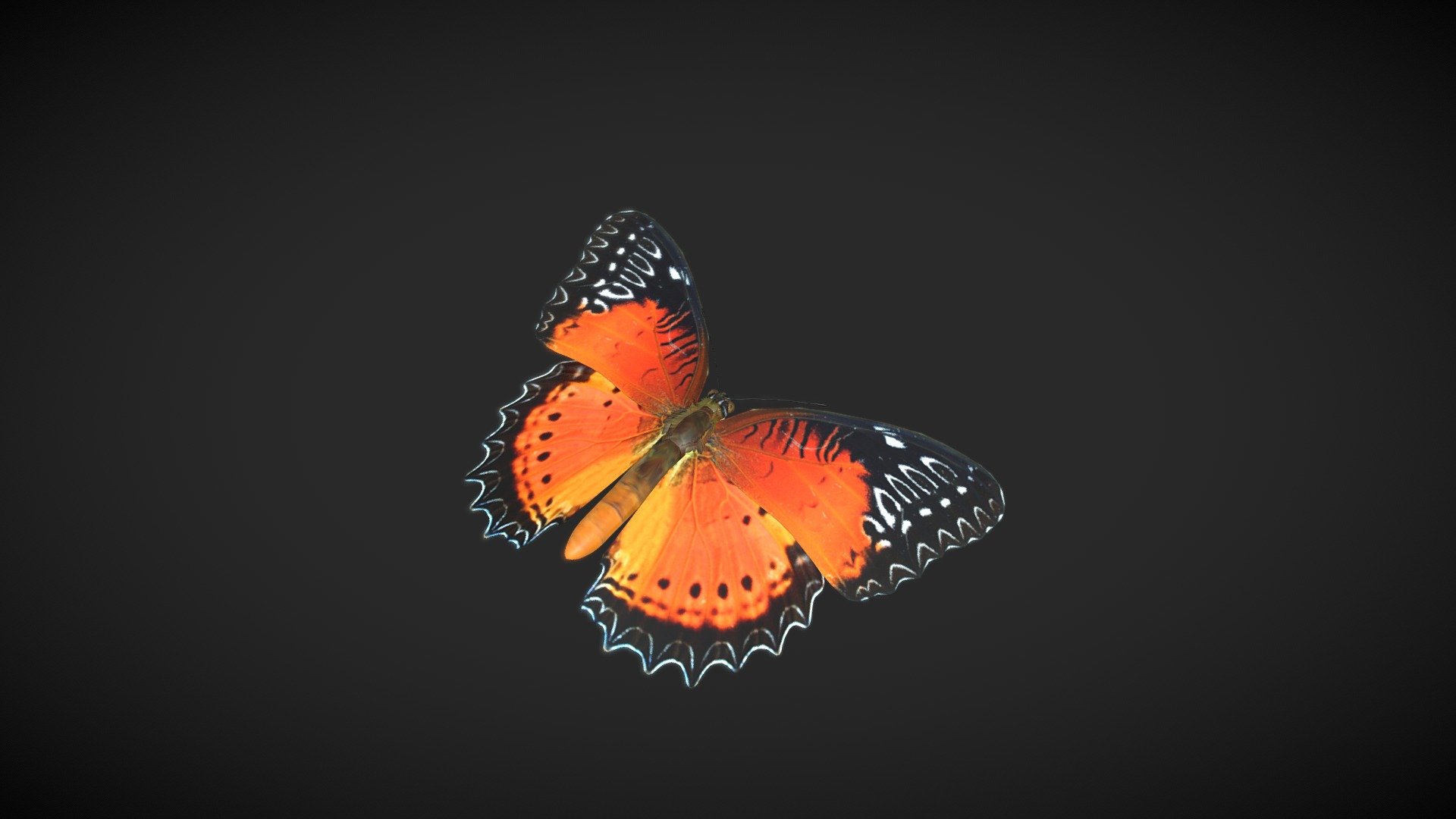 A butterfly model made for our VR project, Lepidoptera https://store.steampowered.com/app/2491860/Lepidoptera/?beta=0. It is a derivative of https://commons.wikimedia.org/wiki/File:Open_wing_basking_position_of_Cethosia_biblis_(Drury,1773)-_Red_Lacewing.jpg by Atanu Bose Photography, CC BY-SA 4.0 https://creativecommons.org/licenses/by-sa/4.0, via Wikimedia Commons and https://commons.wikimedia.org/wiki/File:Red_Lacewing(Cethosia_biblis).jpg by John Pavelka, CC BY 2.0 https://creativecommons.org/licenses/by/2.0, via Wikimedia Commons 3d model