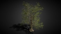Big Tree 01 trees, forest, vegetation, treeasset, forest-tree, low-poly, lowpoly, bigtree, tree-asset, game-tree